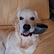 Appy a rejoint le concours — aidez-le/la à gagner de superbes lots ! animal, canine, chew_toy, companion, cute, dog, domestic_animal, friendly, fur, golden_retriever, indoor, leather_couch, mouth, pet, playing, puppy, relaxed, resting, tongue_out, young_dog
