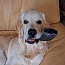 animal, canine, chew_toy, companion, cute, dog, domestic_animal, friendly, fur, golden_retriever, indoor, leather_couch, mouth, pet, playing, puppy, relaxed, resting, tongue_out, young_dog