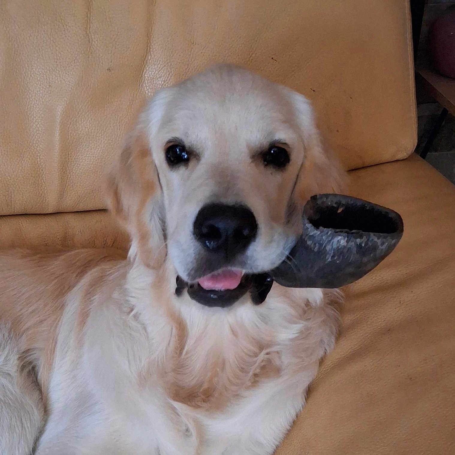 Appy