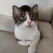 Isis participe au concours pour gagner de l'argent avec cette photo : cat, pet, feline, indoor, couch, white_fur, tabby, green_eyes, pink_nose, whiskers, paw, relaxed, sitting, closeup, animal, cute, domestic_animal, fur, ears, muzzle