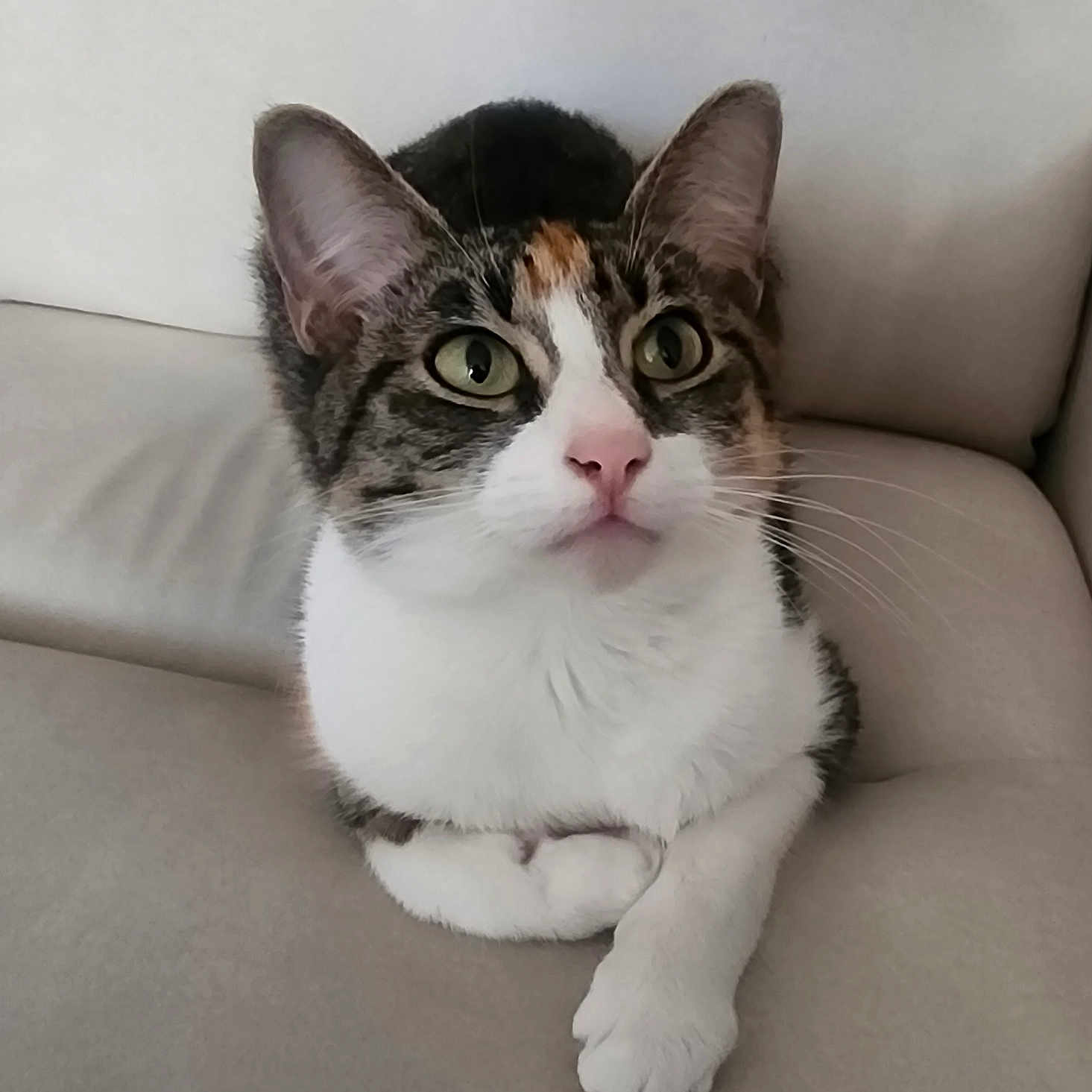 Isis participe au concours pour gagner de l'argent avec cette photo : animal, cat, closeup, couch, cute, domestic_animal, ears, feline, fur, green_eyes, indoor, muzzle, paw, pet, pink_nose, relaxed, sitting, tabby, whiskers, white_fur