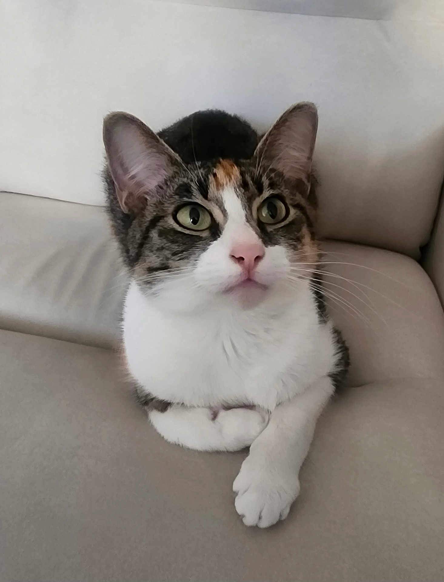Isis participe au concours pour gagner de l'argent avec cette photo : cat, pet, feline, indoor, couch, white_fur, tabby, green_eyes, pink_nose, whiskers, paw, relaxed, sitting, closeup, animal, cute, domestic_animal, fur, ears, muzzle