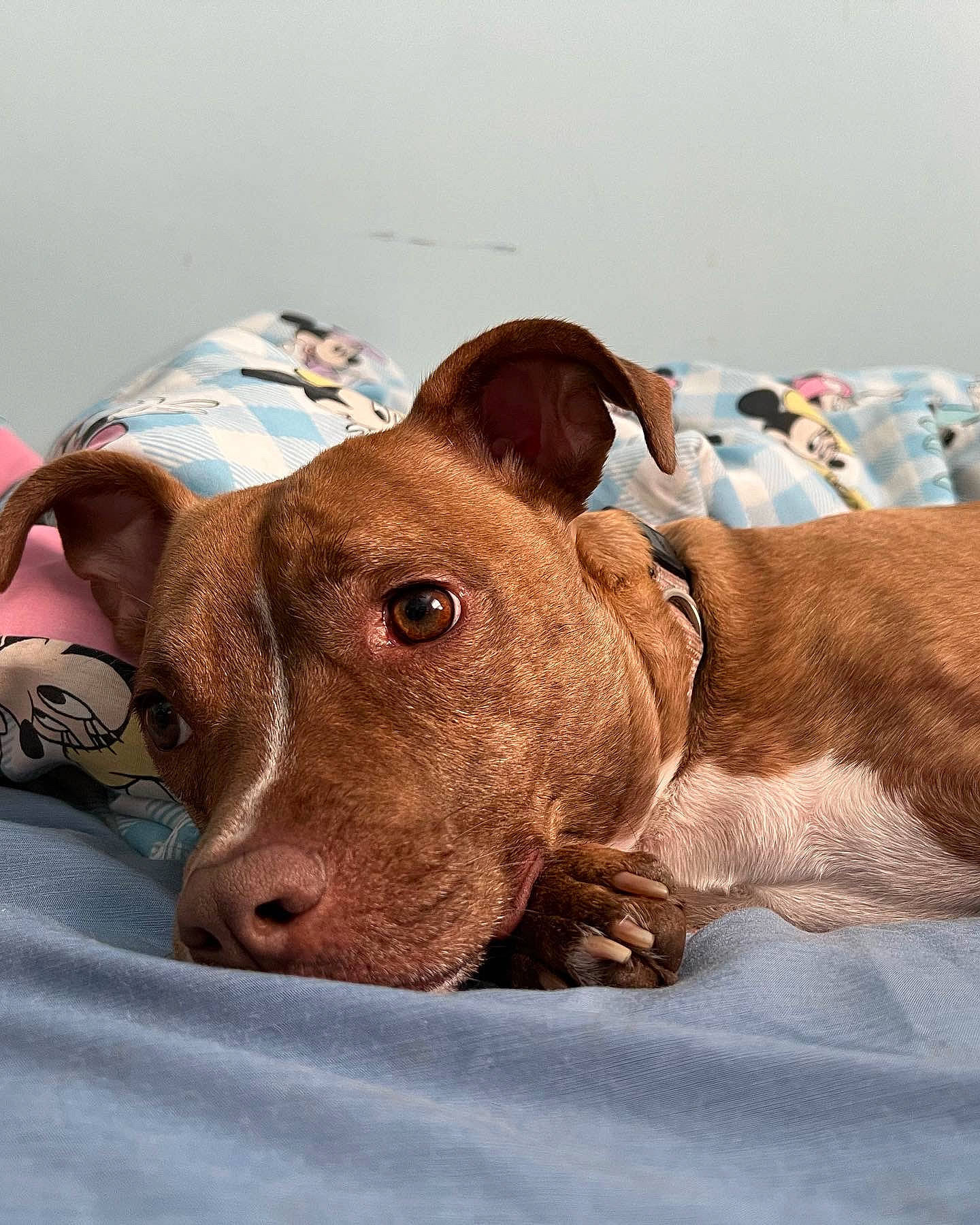 Bailey joined the competition — help win amazing prizes! canidae, carnivore, collar, comfort, companion_dog, dog, dog_breed, ear, fawn, liver, meat, non_sporting_group, puppy, snout, sporting_group, terrestrial_animal, whiskers, working_animal, wrinkle