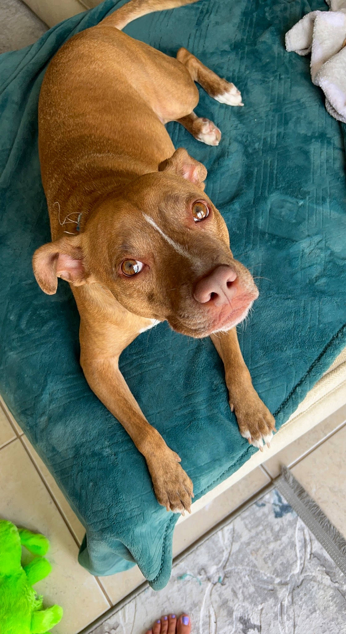 Bailey is registered to the contest to win money with this photo: canidae, carnivore, companion_dog, dog, dog_breed, fawn, fur, green, liver, non_sporting_group, snout, sporting_group, terrestrial_animal, whiskers, wood, working_animal, wrinkle