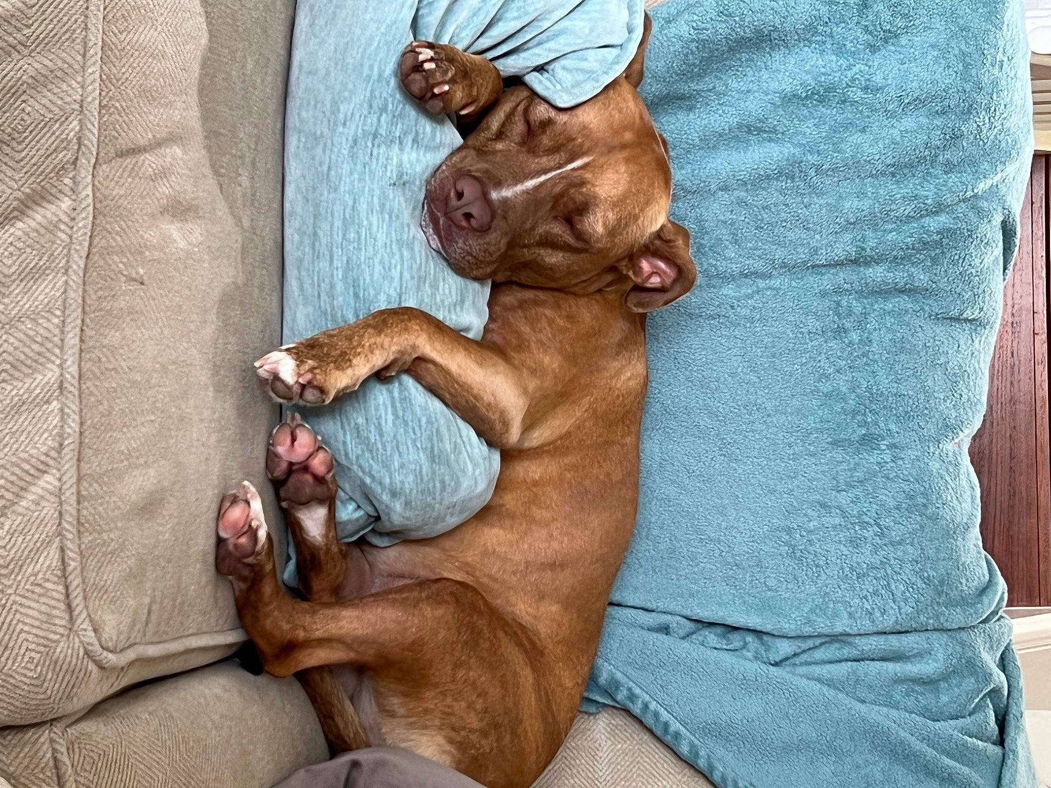 Bailey is registered to the contest to win money with this photo: art, canidae, carnivore, comfort, companion_dog, dog, dog_breed, fawn, felidae, fur, gesture, human_leg, linens, liver, sleeve, sporting_group, wood, working_animal, wrinkle, wrist