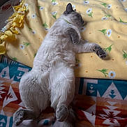 Keanu is registered to the contest to win money with this photo: cat, sleeping, fluffy, blanket, yellow_fleece, patterned_blanket, indoor, cozy, relaxed, pet, animal, paw, tail, soft, feline, resting, bed, home, cute, domestic