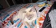 Keanu is registered to the contest to win money with this photo: cat, bed, blanket, popcorn, remote, indoor, feline, animal, resting, patterned_blanket, cozy, domestic, pet, sleepy, white_cat, gray_cat, living_space, casual, relaxing, furniture