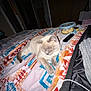 cat, bed, blanket, popcorn, remote, indoor, feline, animal, resting, patterned_blanket, cozy, domestic, pet, sleepy, white_cat, gray_cat, living_space, casual, relaxing, furniture