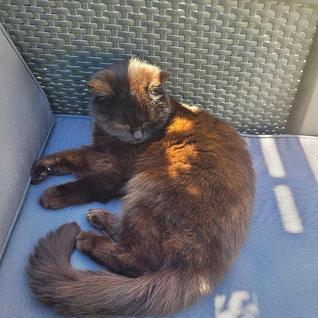 Isis participe au concours pour gagner de l'argent avec cette photo : angora, animal, canine, cat, chaise, couch, cushion, dog, dogbed, furniture, homedecor, kitten, manx, person, pet, siamese, sleeping