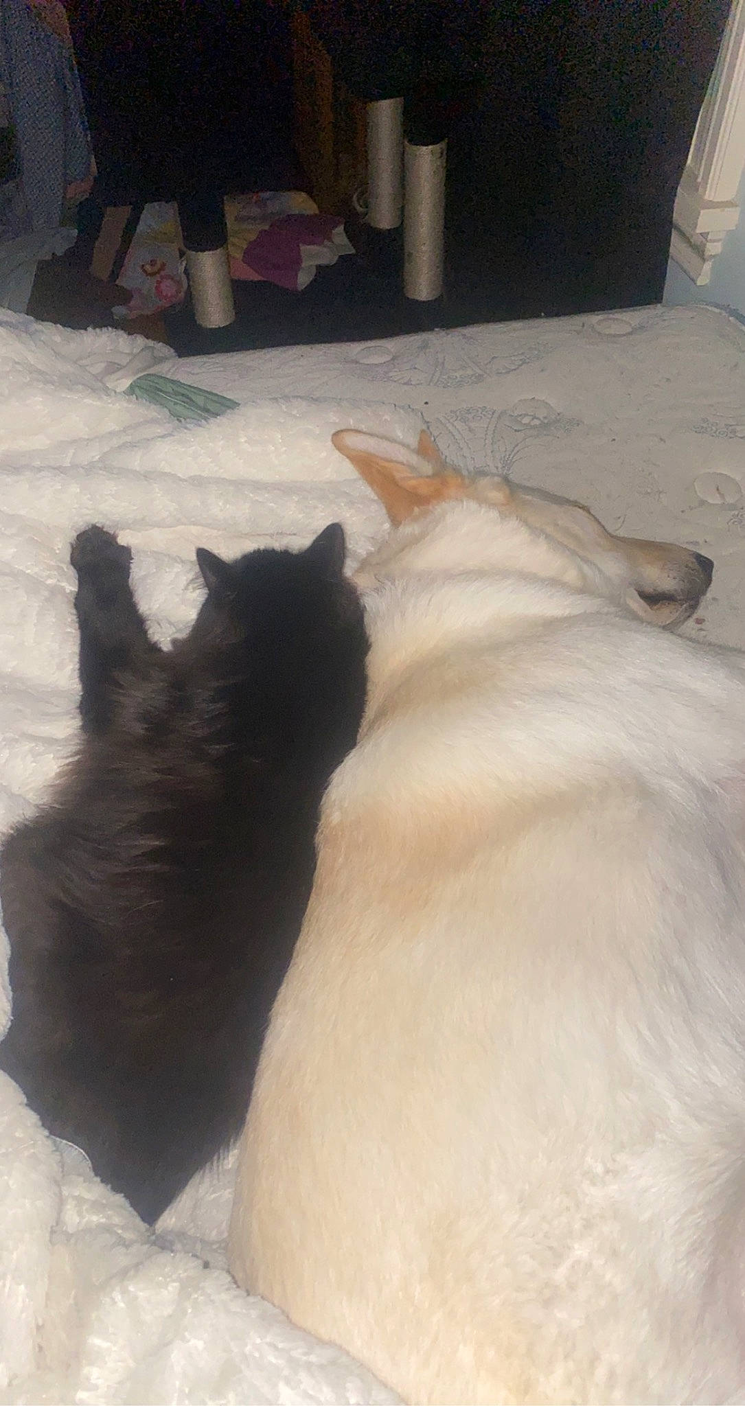 Hunny is registered to the contest to win money with this photo: carnivore, cat, comfort, dog_breed, domestic_short_haired_cat, felidae, flooring, fur, hardwood, mammal, paw, shadow, small_to_medium_sized_cats, snow, tail, whiskers, wood