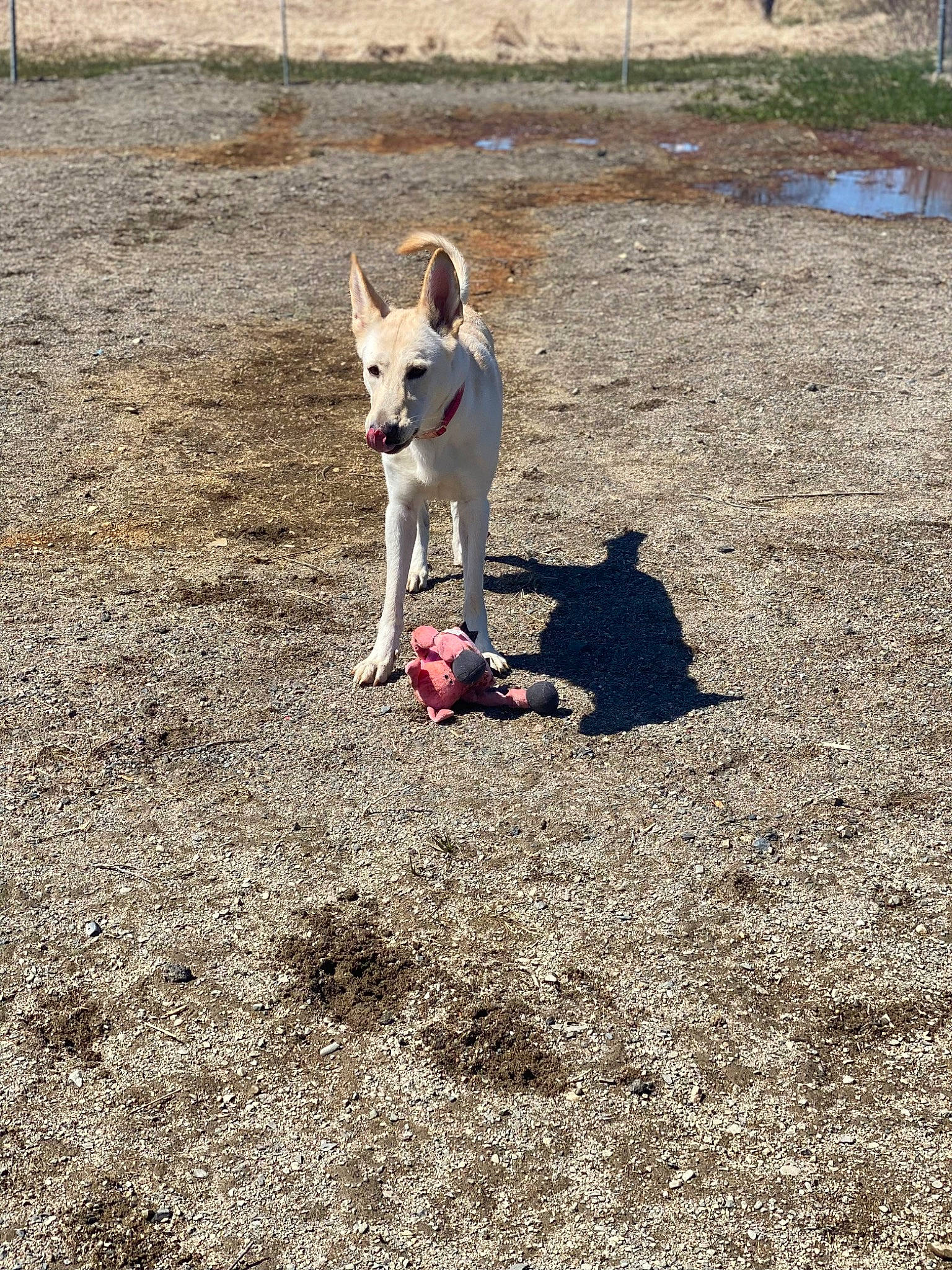 Hunny joined the competition — help win amazing prizes! adventure, canidae, carnivore, companion_dog, dog, dog_breed, dog_supply, fawn, grass, hunting_dog, non_sporting_group, pet_supply, recreation, sand, shadow, soil, sporting_group, tail, working_animal, working_dog