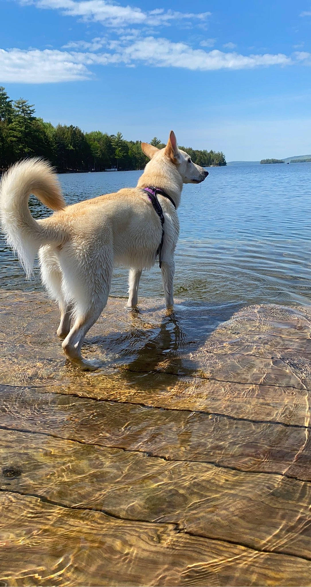 Hunny is registered to the contest to win money with this photo: ancient_dog_breeds, canidae, carnivore, cloud, collar, companion_dog, dog, dog_breed, dog_collar, fawn, horizon, lake, ocean, pet_supply, sky, sporting_group, tail, water, working_animal, working_dog