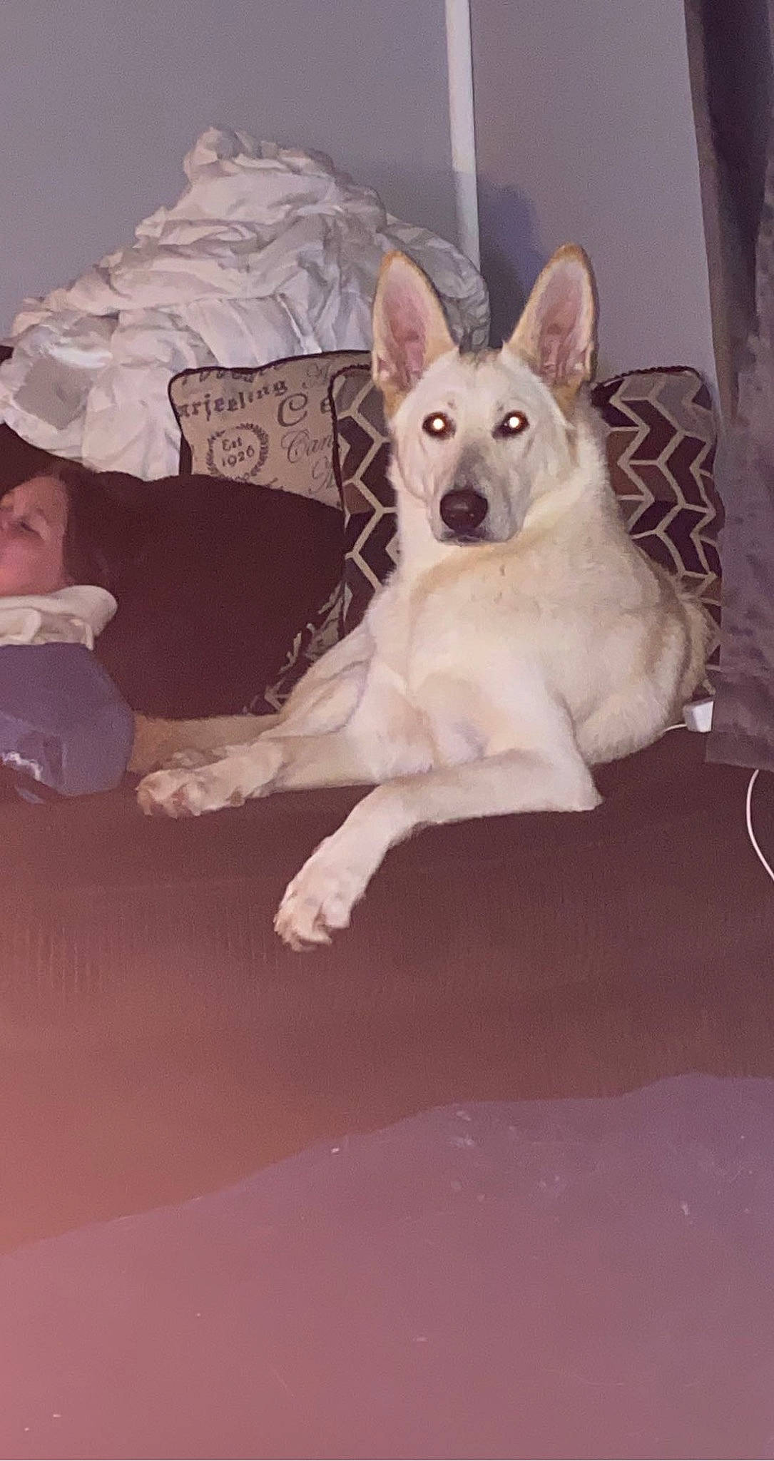 Hunny joined the competition — help win amazing prizes! ancient_dog_breeds, canidae, carnivore, comfort, companion_dog, dog, dog_breed, dog_supply, fawn, flooring, fur, non_sporting_group, paw, snout, sporting_group, tail, terrestrial_animal, toy_dog, wood, working_animal