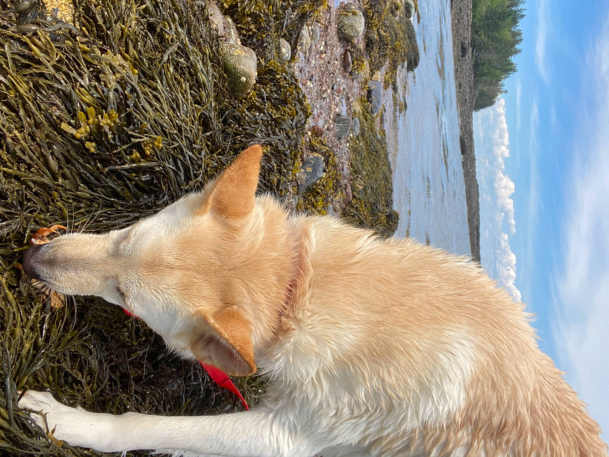 Hunny is registered to the contest to win money with this photo: canidae, carnivore, claw, cloud, collar, companion_dog, dog, dog_breed, fang, fawn, felidae, fur, sky, sporting_group, tail, terrestrial_animal, tree, water, whiskers, wood