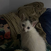 Mimi is registered to the contest to win money with this photo: kitten, cat, pet, animal, feline, white_fur, black_markings, blanket, cozy, indoor, curious, young, cute, soft, fur, resting, closeup, small, domestic, comfort