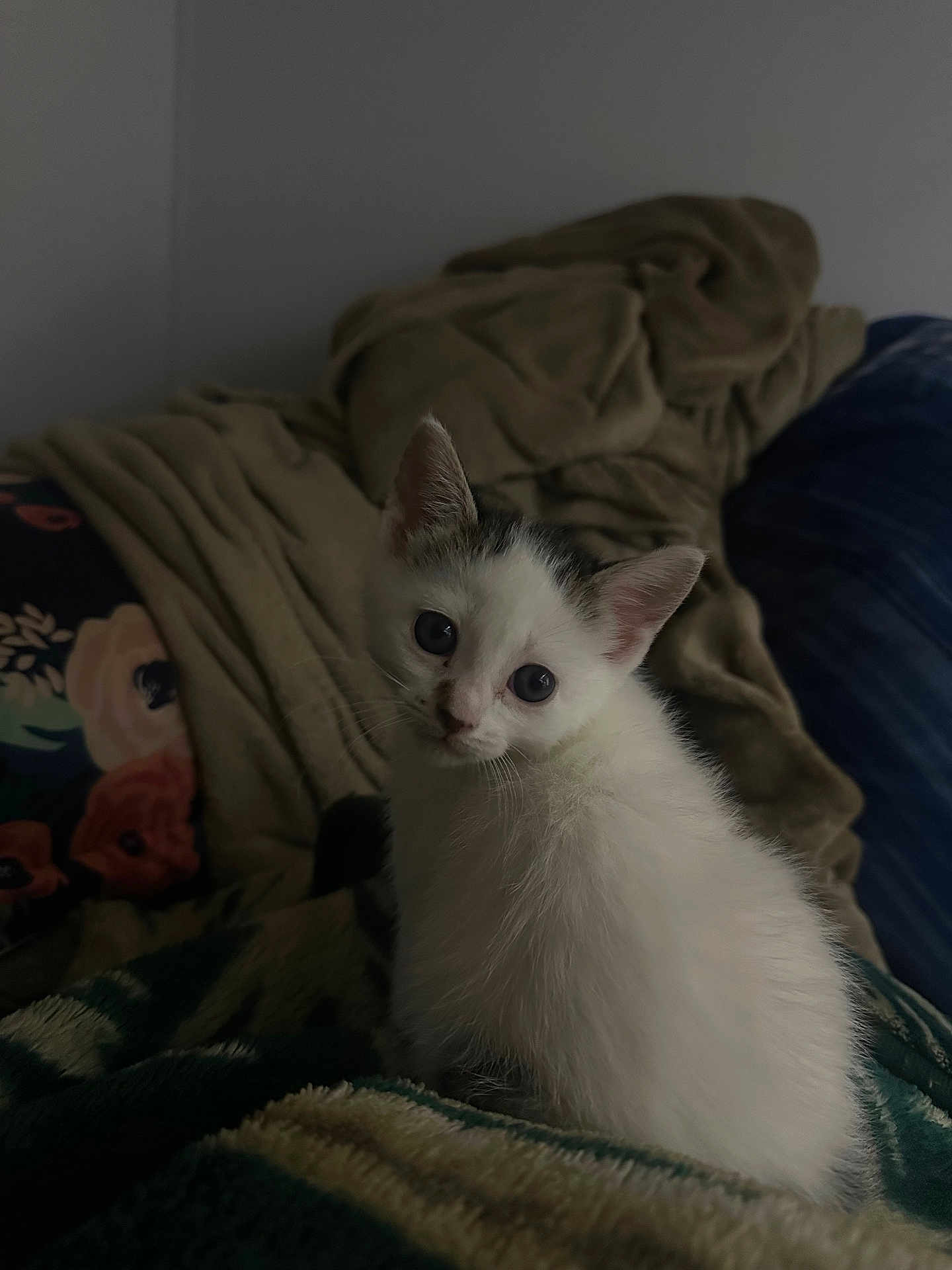 Mimi is registered to the contest to win money with this photo: kitten, cat, pet, animal, feline, white_fur, black_markings, blanket, cozy, indoor, curious, young, cute, soft, fur, resting, closeup, small, domestic, comfort