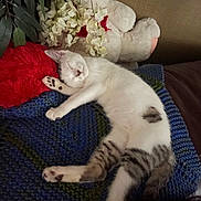 Mimi is registered to the contest to win money with this photo: blanket, cat, couch, cozy, cute, feline, flowers, fur, gray_tabby, home, indoor, knitted, pet, plush_toy, red_pillow, relaxation, resting, sleeping, soft, white_cat