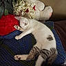 blanket, cat, couch, cozy, cute, feline, flowers, fur, gray_tabby, home, indoor, knitted, pet, plush_toy, red_pillow, relaxation, resting, sleeping, soft, white_cat