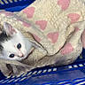 animal, black_spot, blanket, blue_basket, cat, cozy, curious, cute, fur, hearts, indoors, kitten, knitted, nestled, pet, resting, small, soft, warm, white