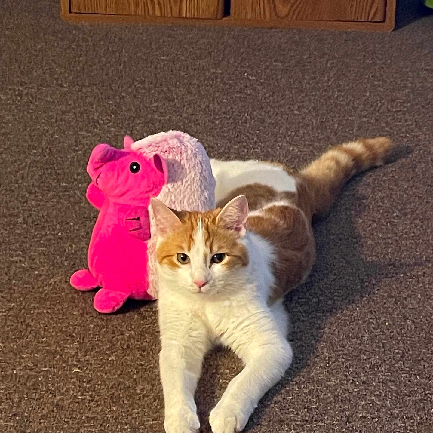 Lilly joined the competition — help win amazing prizes! animal, carpet, cat, cozy, cute, domestic, feline, floor, flower_pot, hippo_toy, home, indoor, orange_and_white_cat, pet, pink_toy, plush_toy, relaxed, resting, toy, wooden_cabinet