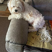 Layla is registered to the contest to win money with this photo: armrest, blanket, carpet, comfortable, couch, curious, dog, ears, fluffy, fur, furniture, home, indoors, living_room, nose, pet, relaxed, resting, tail, white_dog