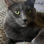 Russ is registered to the contest to win money with this photo: cat, gray_cat, pet, indoor, bed, bedding, texture, green_eyes, feline, resting, closeup, portrait, headboard, lamp, window_blinds, cozy, soft_light, fur, whiskers, relaxed