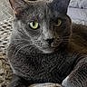 cat, gray_cat, pet, indoor, bed, bedding, texture, green_eyes, feline, resting, closeup, portrait, headboard, lamp, window_blinds, cozy, soft_light, fur, whiskers, relaxed