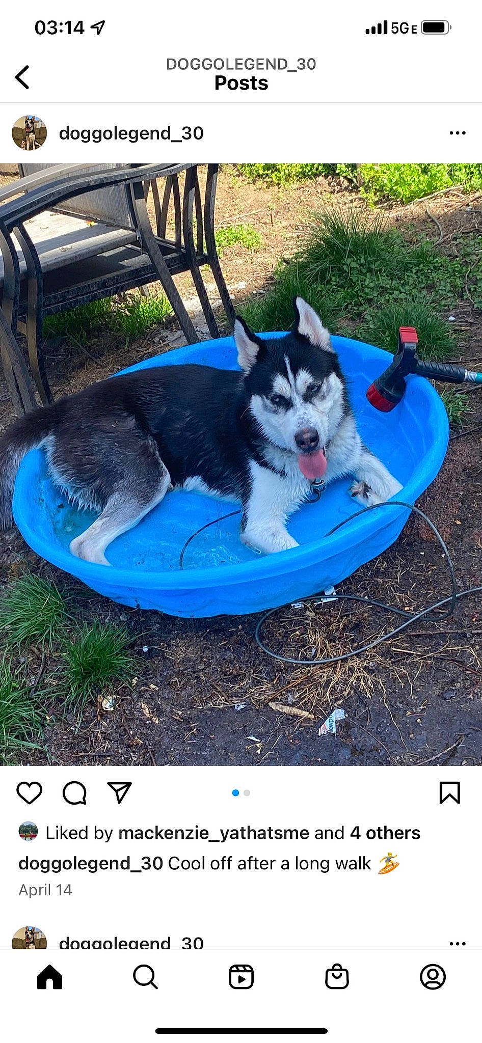 Major is registered to the contest to win money with this photo: blue, bowl, canidae, carnivore, companion_dog, dog, dog_breed, dog_supply, electric_blue, grass, herding_dog, leisure, mammal, pet_supply, plant, recreation, soil, tail, vertebrate, working_dog