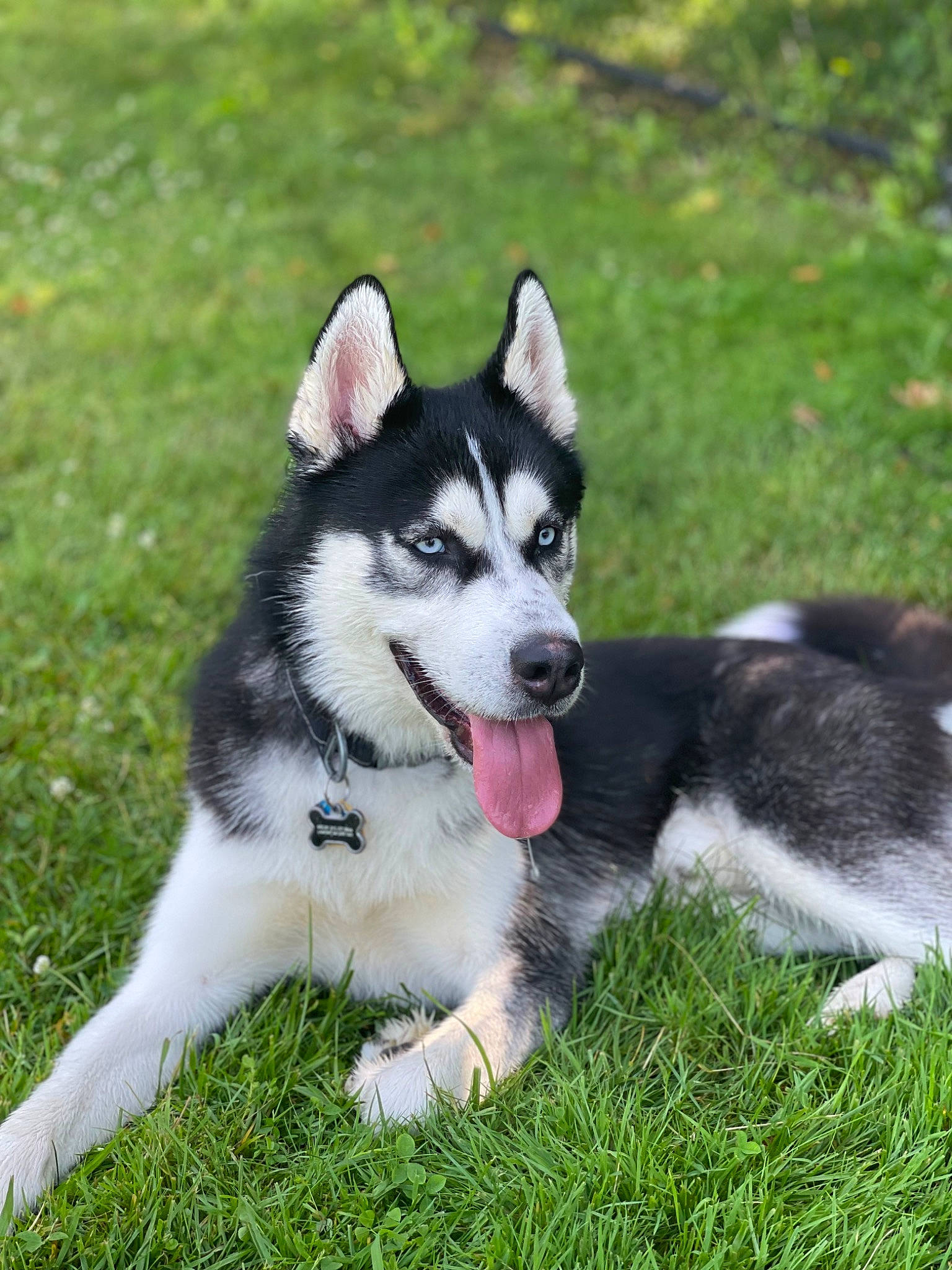 Major is registered to the contest to win money with this photo: canidae, carnivore, companion_dog, dog, dog_breed, grass, non_sporting_group, plant, recreation, siberian_husky, sled_dog, sporting_group, working_dog