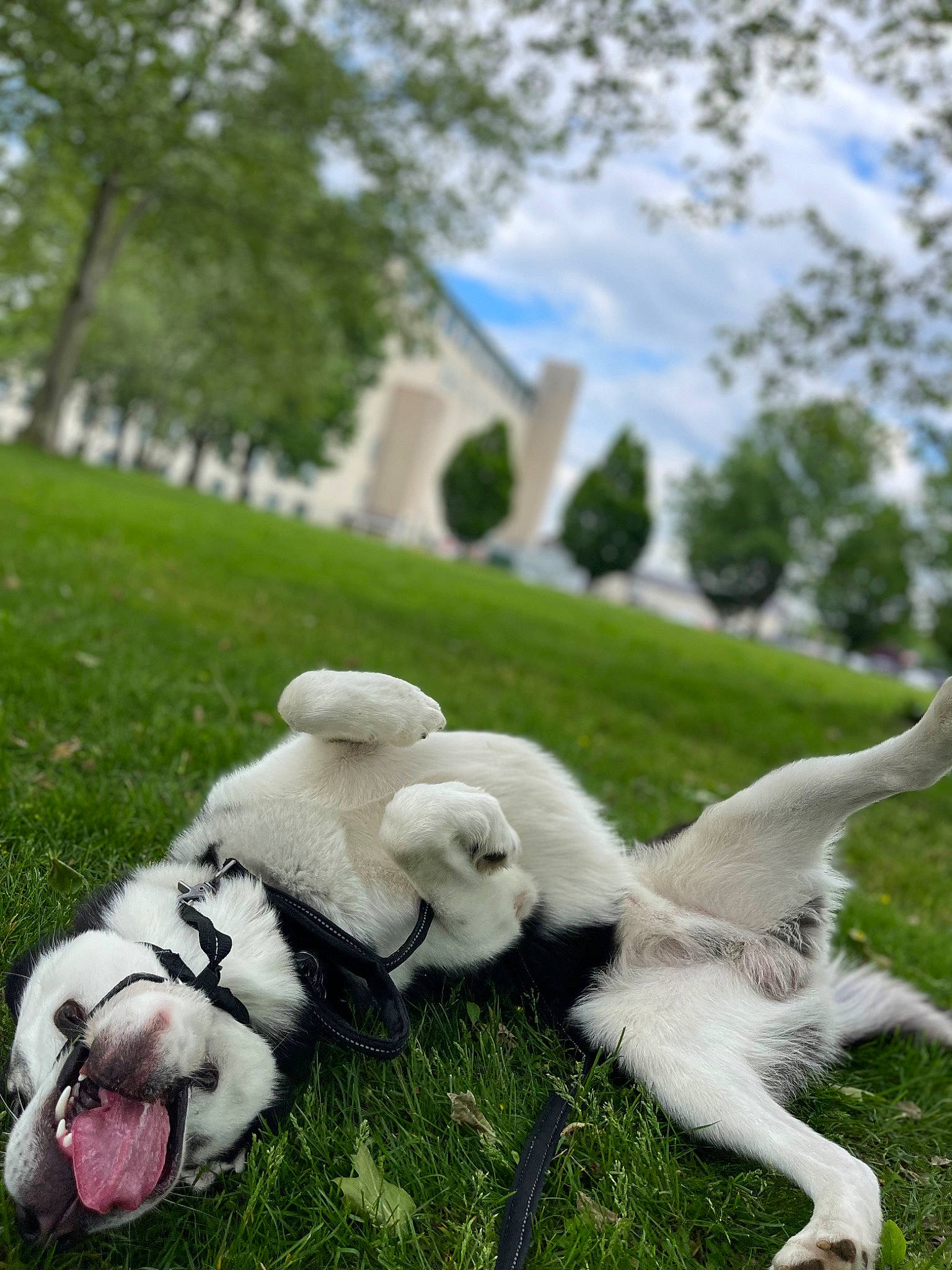 Major joined the competition — help win amazing prizes! _geese_and_swans, canidae, carnivore, cloud, companion_dog, dog, dog_breed, ducks, grass, grassland, lawn, meadow, plant, sky, sporting_group, swan, tail, toy, tree, vertebrate