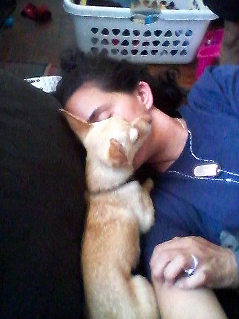 Gizmo joined the competition — help win amazing prizes! arm, barechested, beard, canidae, carnivore, cat, chest, companion_dog, dog_breed, ear, fawn, felidae, finger, fur, hand, paw, small_to_medium_sized_cats, sporting_group, tail, whiskers