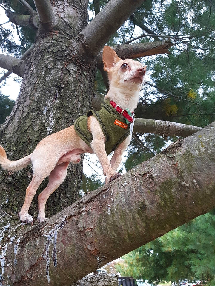 Gizmo is registered to the contest to win money with this photo: branch, canidae, carnivore, collar, companion_dog, dog, dog_breed, fawn, felidae, plant, sky, small_to_medium_sized_cats, snout, sporting_group, sunglasses, tail, tree, trunk, twig, wood