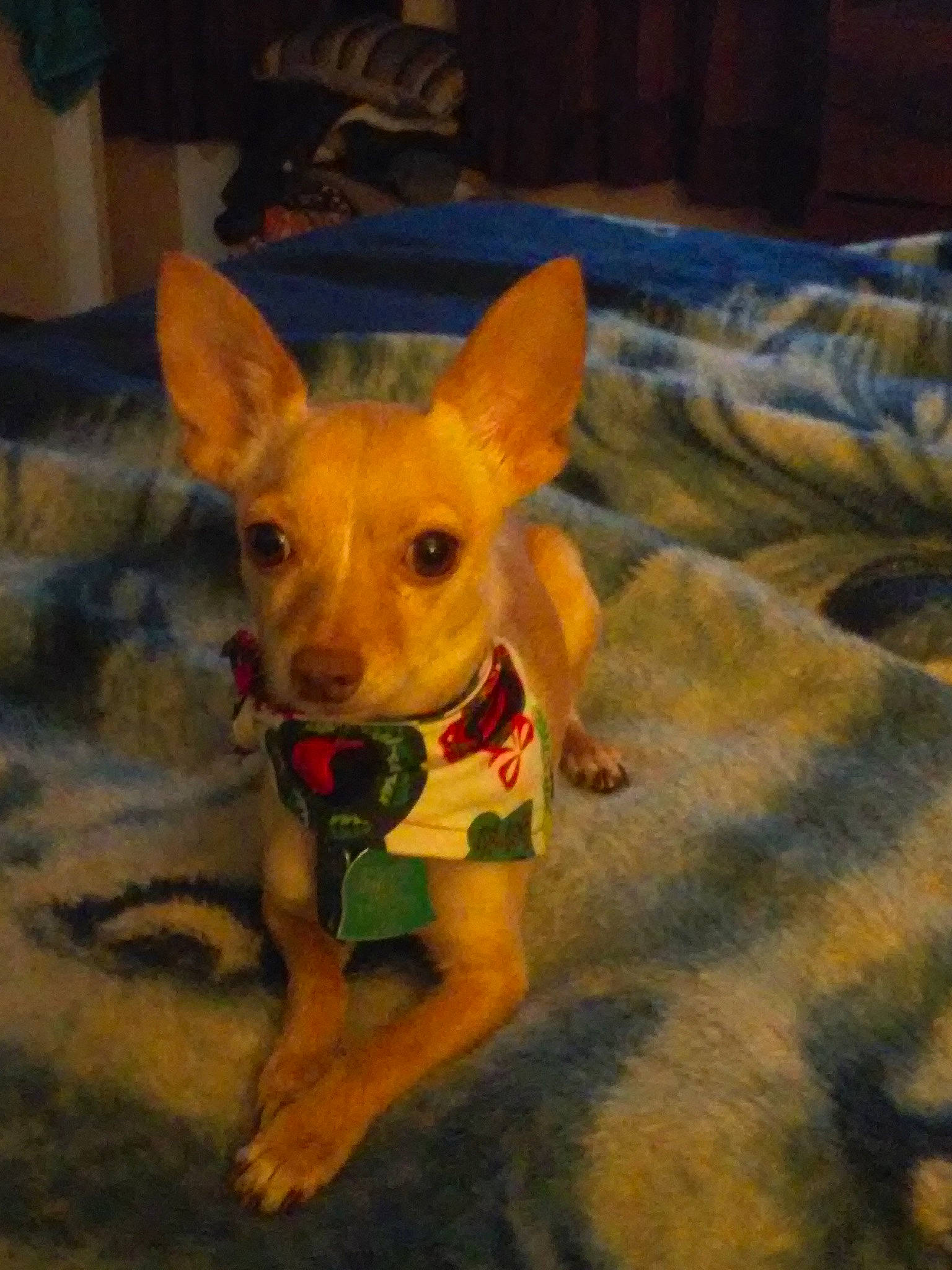 Gizmo is registered to the contest to win money with this photo: canidae, carnivore, companion_dog, dog, dog_breed, dog_supply, ear, fawn, flooring, fur, grass, holiday, plant, snout, sporting_group, tail, terrestrial_animal, toy_dog, whiskers, wood