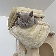 Cookie participe au concours pour gagner de l'argent avec cette photo : cat, kitten, sleeping, cat_tree, plush, beige, cozy, indoor, feline, pet, cute, resting, fur, animal, home, relaxed, small, mammal, soft, nap