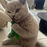 Cookie a rejoint le concours — aidez-le/la à gagner de superbes lots ! kitten, cat, gray_cat, cute, pet, indoor, couch, toy, playing, fur, whiskers, paws, sitting, home, cozy, furniture, living_room, relaxed, animal, adorable