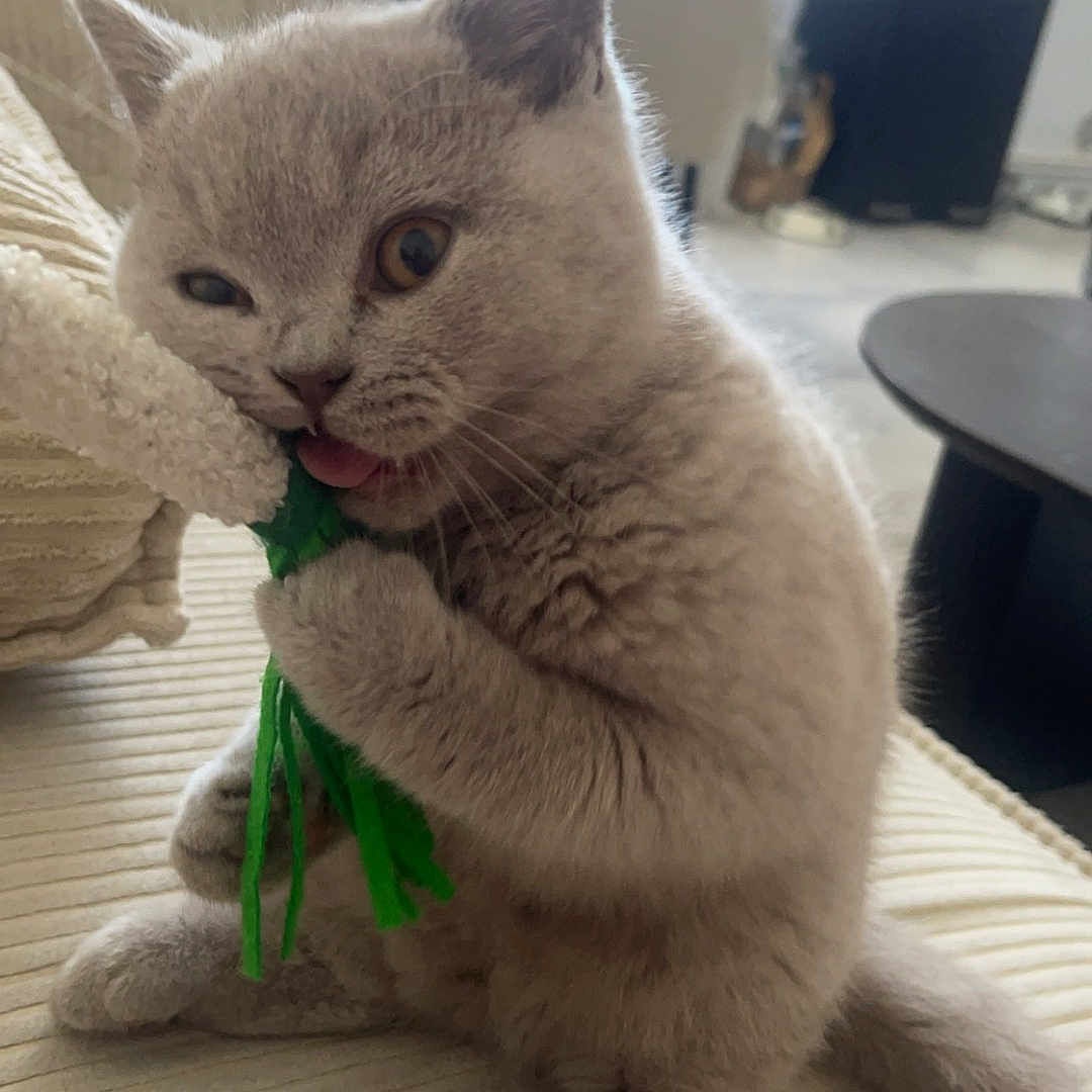 Cookie a rejoint le concours — aidez-le/la à gagner de superbes lots ! kitten, cat, gray_cat, cute, pet, indoor, couch, toy, playing, fur, whiskers, paws, sitting, home, cozy, furniture, living_room, relaxed, animal, adorable