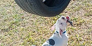 Kaneloco is registered to the contest to win money with this photo: puppy, dog, tire_swing, grass, outdoor, play, rope, sunlight, pet, young_dog, white_dog, black_spot, animal, yard, fun, daytime, cute, active, nature, playful