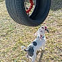 active, animal, black_spot, cute, daytime, dog, fun, grass, nature, outdoor, pet, play, playful, puppy, rope, sunlight, tire_swing, white_dog, yard, young_dog