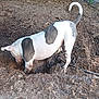 Kaneloco joined the competition — help win amazing prizes! dog, mud, dirt, digging, outdoor, animal, white, gray, tail, paw, excavation, nature, earth, playful, pet, canine, ground, fur, messy, active
