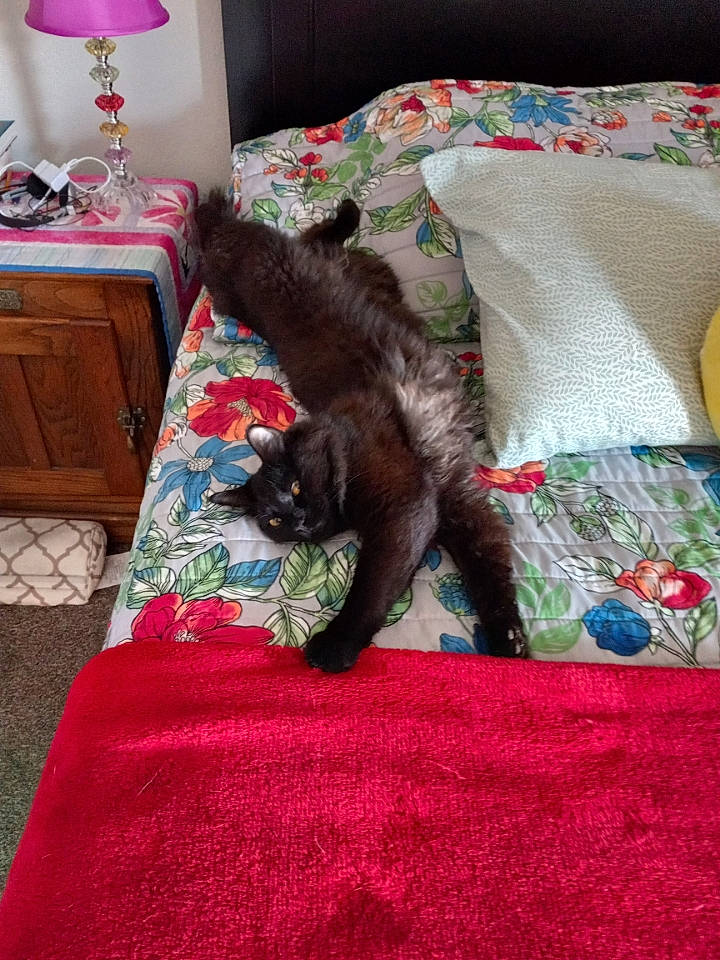 Jinx is registered to the contest to win money with this photo: bed, bed_sheet, bedding, carnivore, carpet, cat, comfort, couch, domestic_short_haired_cat, felidae, flooring, fur, lamp, linens, pattern, pillow, room, small_to_medium_sized_cats, tail, whiskers