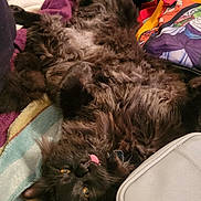 Jinx joined the competition — help win amazing prizes! animal, bed, black_cat, blanket, cat, cozy, cute, domestic_cat, fluffy, fur, indoor, lying_down, pet, playful, relaxed, resting, sleepy, soft, stuffed_toy, tongue_out