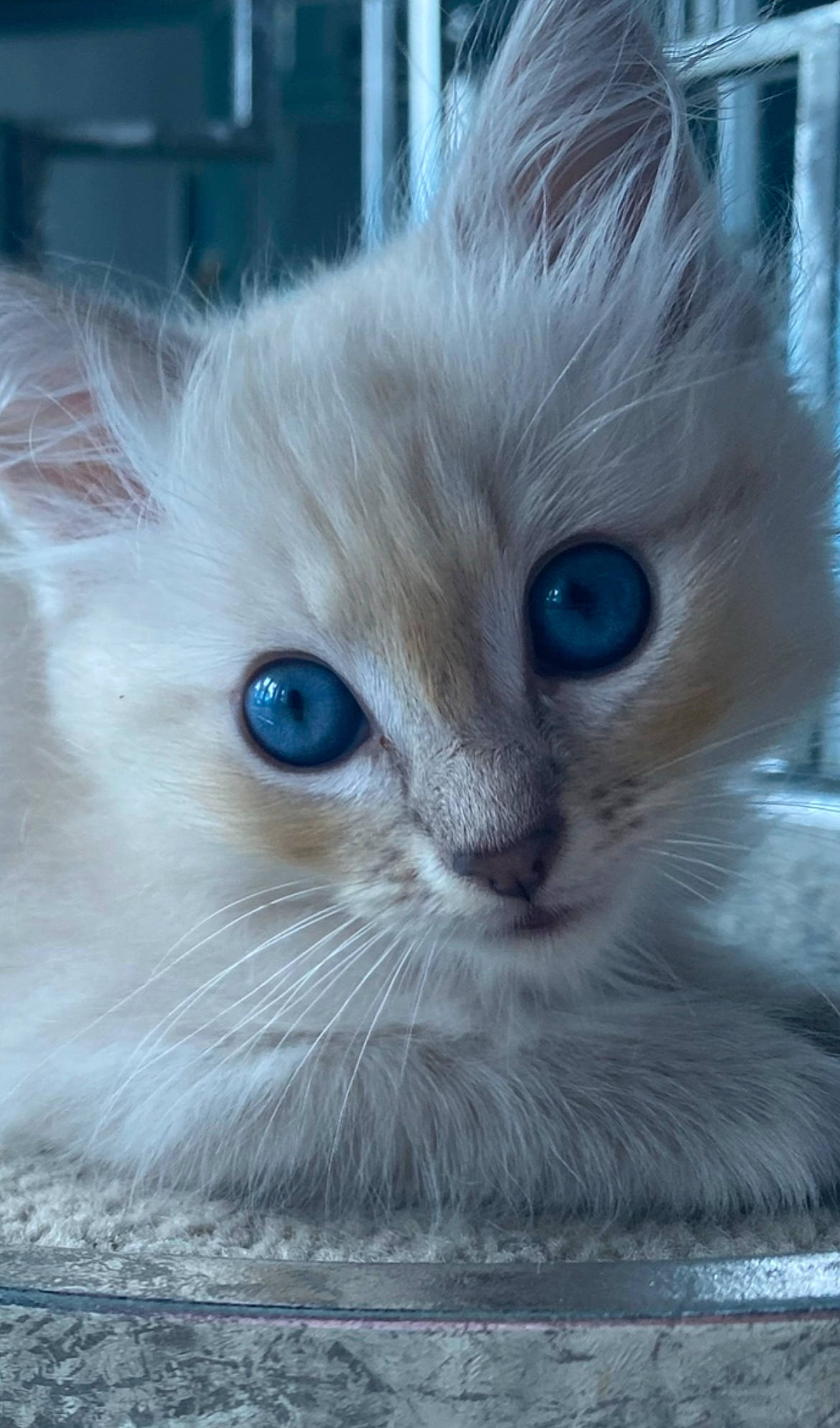 Appa joined the competition — help win amazing prizes! balinese, box, british_longhair, carnivore, cat, claw, domestic_short_haired_cat, electric_blue, fawn, felidae, fur, paw, photo_caption, small_to_medium_sized_cats, snout, thai, whiskers, window