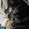 Meffin a rejoint le concours — aidez-le/la à gagner de superbes lots ! cat, tabby, sleeping, cozy, blanket, fur, pet, animal, resting, indoor, cute, soft, texture, relaxation, closeup, whiskers, paw, warm, nap, domestic