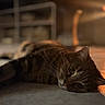 cat, tabby_cat, lying_down, floor, indoor, warm_light, soft_focus, pet, animal, whiskers, close_up, relaxed, feline, domestic_animal, cute, portrait, eye, sleepy, cozy, shadow