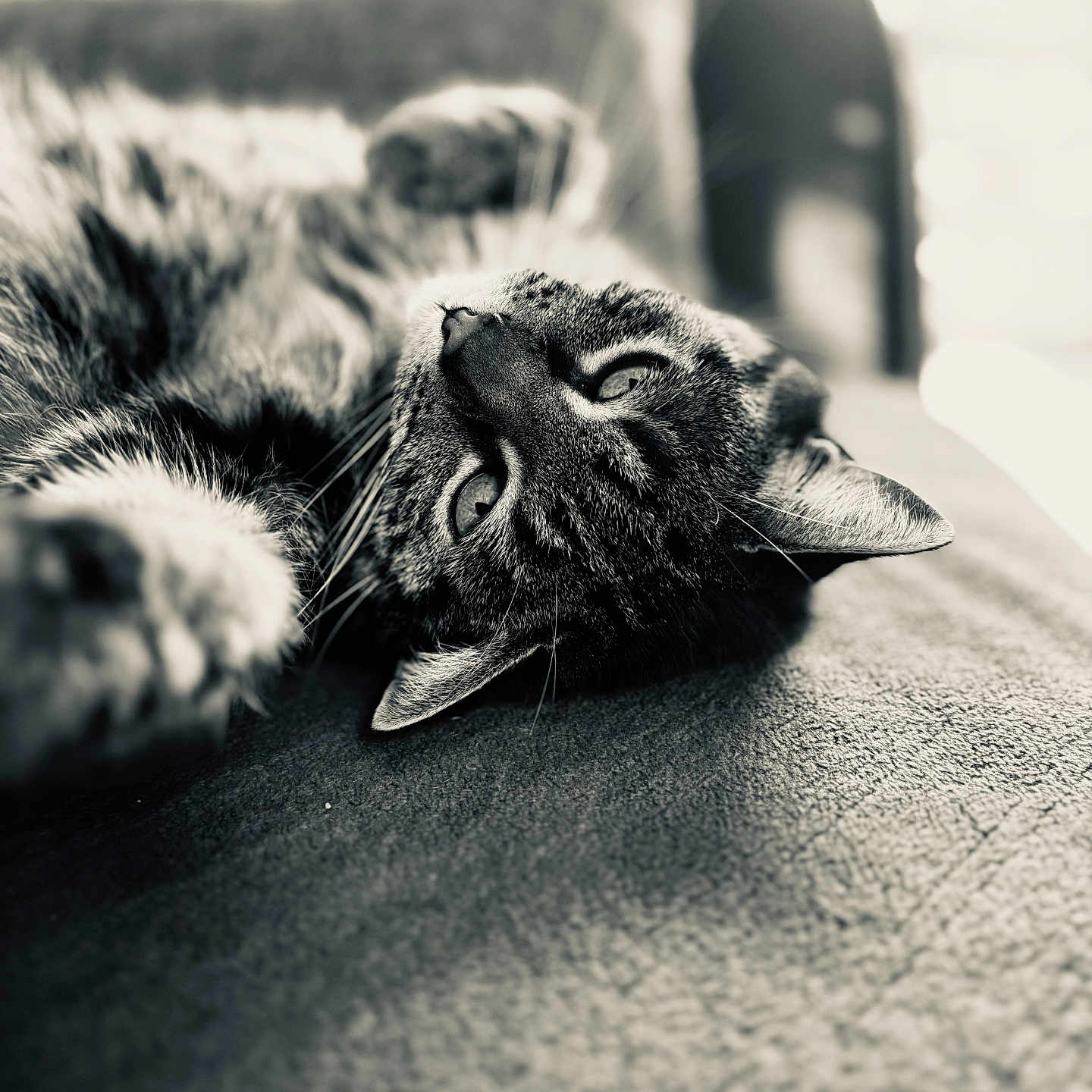 Meffin participe au concours pour gagner de l'argent avec cette photo : cat, tabby_cat, feline, pet, animal, relaxing, lying_down, close_up, black_and_white, texture, soft_surface, whiskers, ears, eyes, indoor, cozy, portrait, fur, sleepy, blurred_background