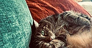 Meffin a rejoint le concours — aidez-le/la à gagner de superbes lots ! cat, tabby, couch, pillow, green_eyes, cozy, relaxed, indoor, furniture, pet, fur, whiskers, closeup, home, resting, cute, domestic_animal, mammal, sleepy, soft