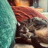 cat, tabby, couch, pillow, green_eyes, cozy, relaxed, indoor, furniture, pet, fur, whiskers, closeup, home, resting, cute, domestic_animal, mammal, sleepy, soft