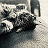 Meffin a rejoint le concours — aidez-le/la à gagner de superbes lots ! cat, tabby, feline, pet, animal, relaxed, lying_down, closeup, black_and_white, soft_focus, texture, indoor, fur, whiskers, ears, eyes, resting, sleepy, cozy, portrait