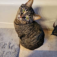 Leo joined the competition — help win amazing prizes! cat, tabby_cat, pet, animal, indoor, bathroom, floor, rug, fur, striped, yellow_eyes, curious, looking_up, domestic_cat, whiskers, ears, head_tilt, pink_object, soft_texture, close_up