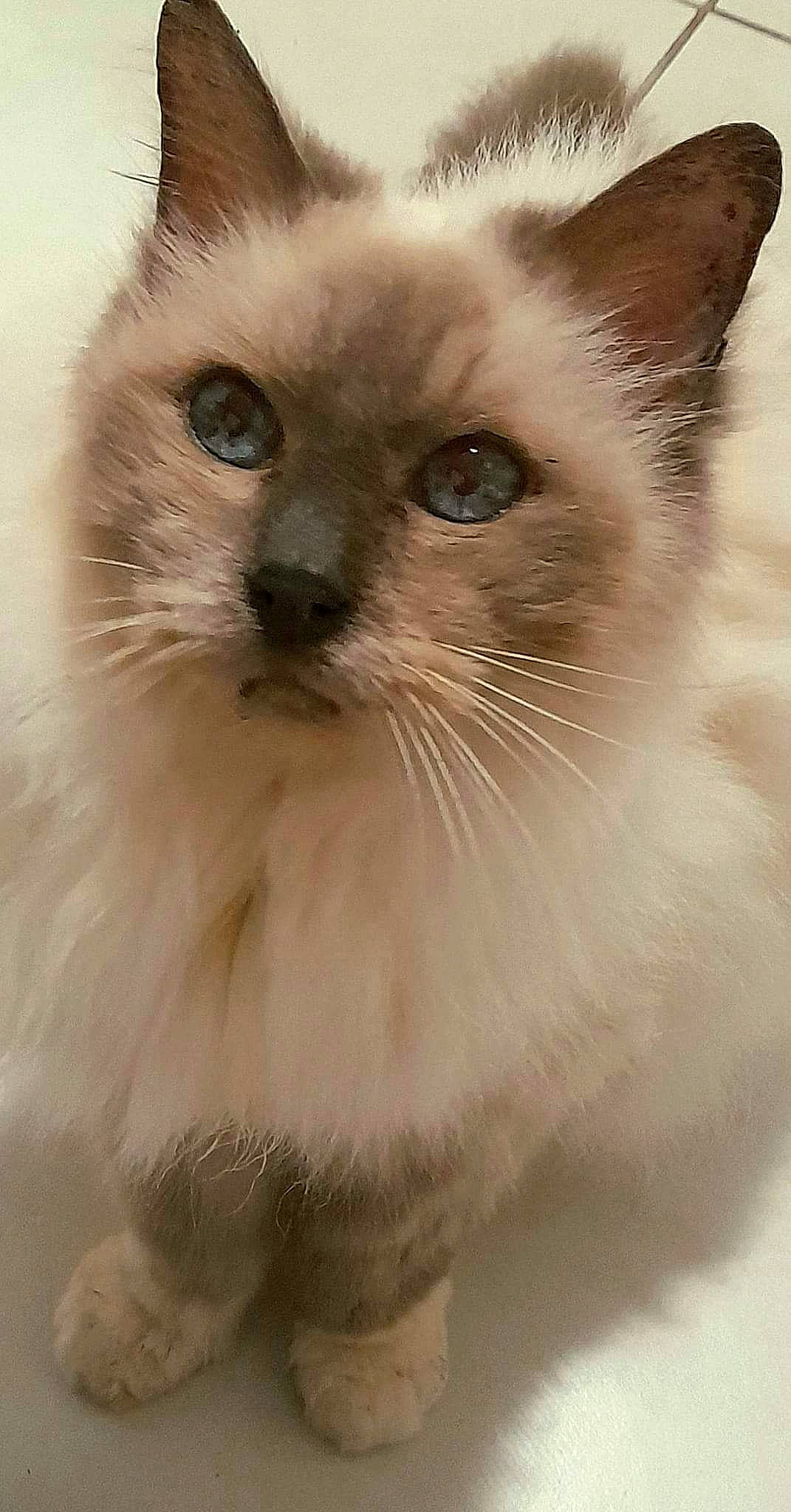 Baghera participe au concours pour gagner de l'argent avec cette photo : balinese, birman, carnivore, cat, fawn, felidae, fur, iris, ragdoll, siamese, small_to_medium_sized_cats, snout, terrestrial_animal, thai, whiskers